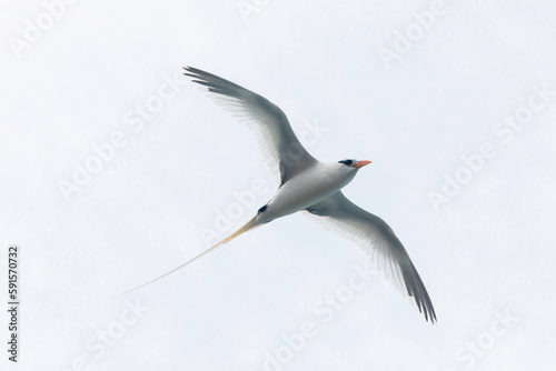 A white-tailed tropicbird (Phaethon lepturus), also known as a longtail, soars off the coast of Bermuda, where it is a welcome harbinger of spring photo
