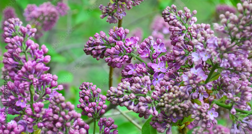 Lilac bud is just beginning to bloom in botanical garden. Purple flower in spring in natural habitat Lilac bud is just beginning to bloom in botanical garden. Purple flower in spring in natural habitat