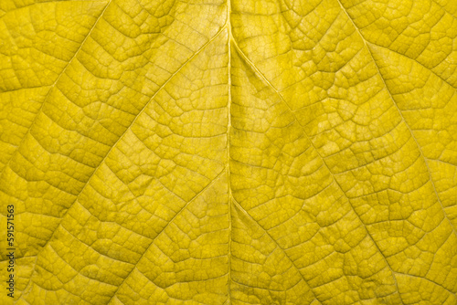 Macro view of mulberry yellow leaves texture. Closeup of mulberry yellow leaf.