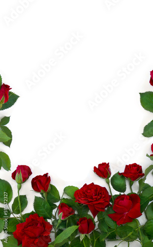 Red roses on a white background with space for text. Top view, flat lay