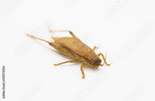 Brown false Jumping Bush Cricket - Hapithus luteolira is a species of cricket in the family Gryllidae. It is found in North America. isolated on white background
