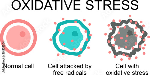 cell attacked by free radicals and cell with oxidative stress photo