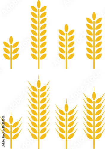 vector bunch of wheat or rye ears