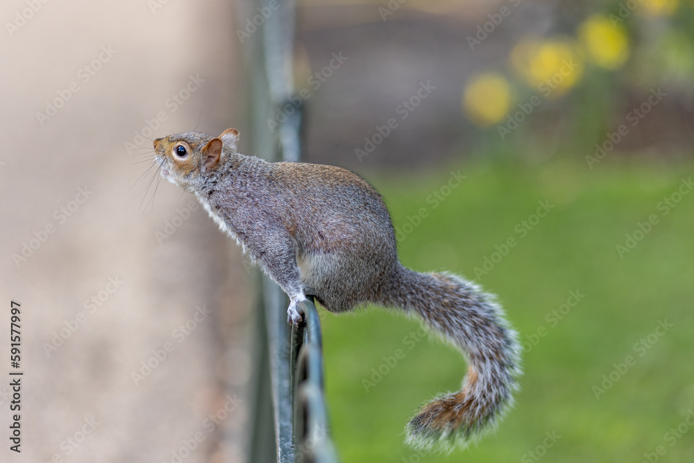 Close-up Of Squirrel On Fence