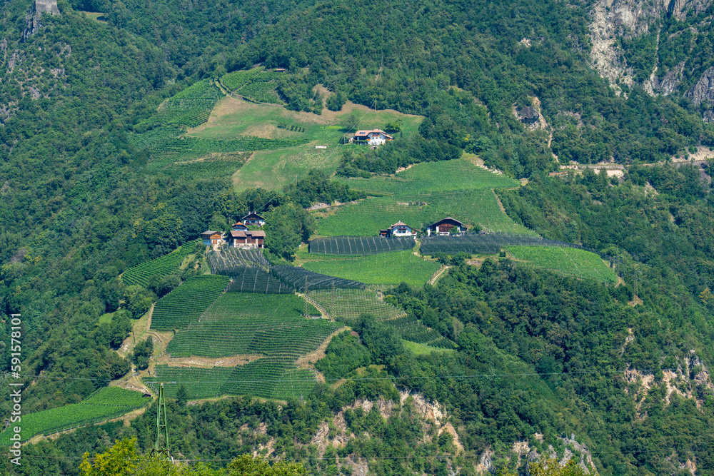 Vineyard Dolomites, Italy