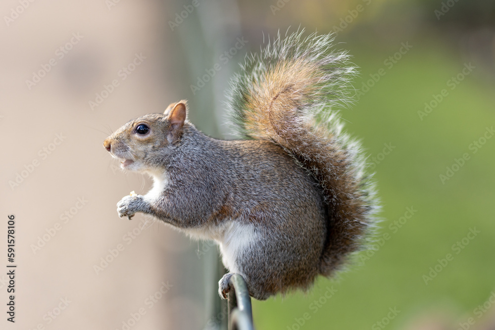 Eastern Gray Squirrel (Sciurus carolinensis) enjoys a snack Eastern Gray Squirrel (Sciurus carolinensis) enjoys a snack