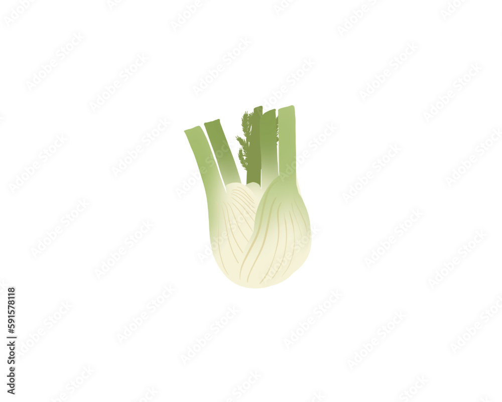 Fennel Hand drawn illustration of a fennel Minimalist drawing of a