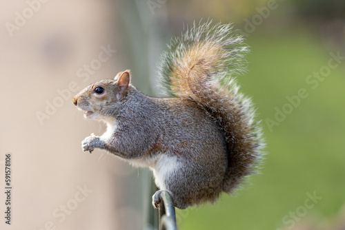 Eastern Gray Squirrel (Sciurus carolinensis) enjoys a snack