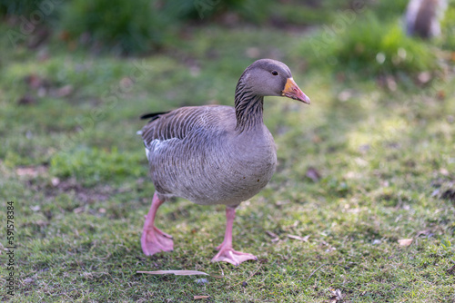 graylag goose standing in a grassy field