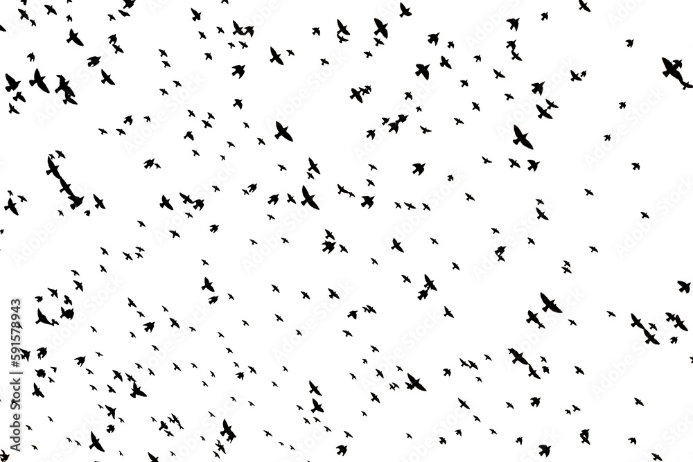 flying bird with transparent background flying bird with transparent background