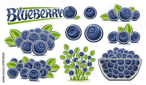Vector Blueberry Set, lot collection of cut out illustrations berry still life composition with blue berries with green leaves, raw blueberries in glass dish, group of berry fruits and text blueberry