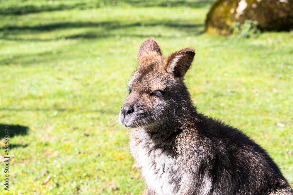 Bennett's Wallaby Family at Servion Zoo