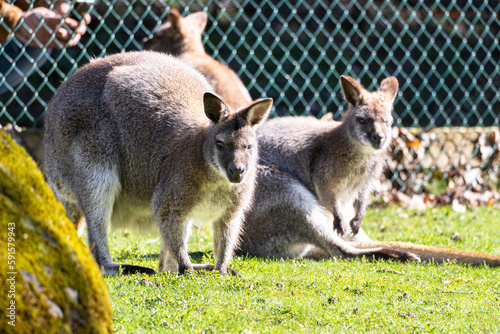 Bennett's Wallaby Family at Servion Zoo © pedrosaluis