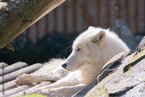 Arctic wolf couple at Servion Zoo