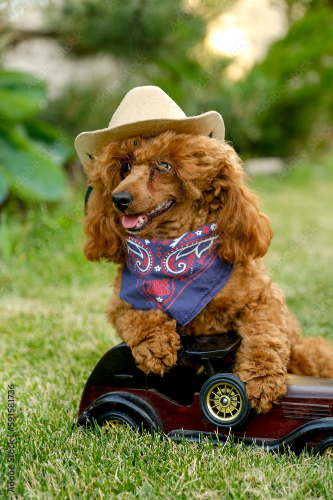 A brown poodle puppy sits in the yard on the grass in the summer in a cowboy hat and scarf. Cowboy poodle costume for Halloween. A brown poodle puppy sits in the yard on the grass in the summer in a cowboy hat and scarf. Cowboy poodle costume for Halloween.