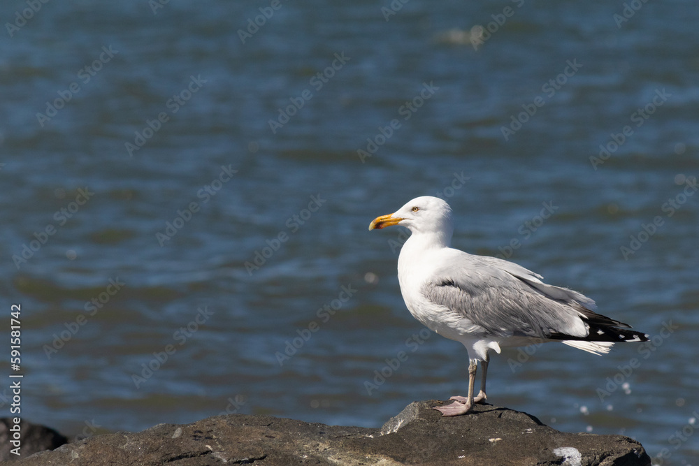 This majestic looking ring-billed seagull was standing on the jetty at the time I look this picture. This shorebird is what you visualize when going to the beach. The pretty grey and white feathers. This majestic looking ring-billed seagull was standing on the jetty at the time I look this picture. This shorebird is what you visualize when going to the beach. The pretty grey and white feathers.