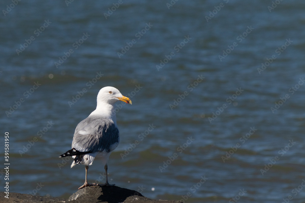 This majestic looking ring-billed seagull was standing on the jetty at the time I look this picture. This shorebird is what you visualize when going to the beach. The pretty grey and white feathers. This majestic looking ring-billed seagull was standing on the jetty at the time I look this picture. This shorebird is what you visualize when going to the beach. The pretty grey and white feathers.