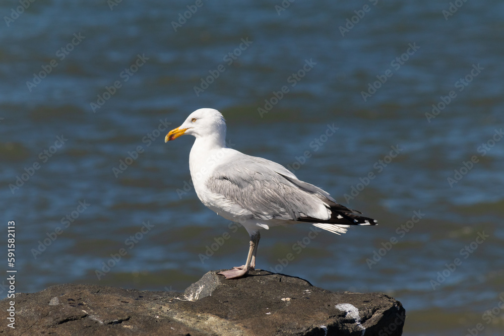 This majestic looking ring-billed seagull was standing on the jetty at the time I look this picture. This shorebird is what you visualize when going to the beach. The pretty grey and white feathers. This majestic looking ring-billed seagull was standing on the jetty at the time I look this picture. This shorebird is what you visualize when going to the beach. The pretty grey and white feathers.