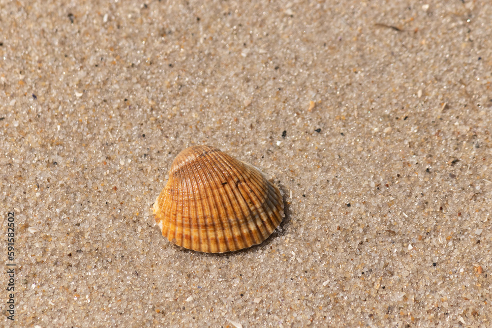 This pretty brown scallop seashell lay on the sand from being washed up by the surf. I love the way these look like fans and have the ridges. The different shades of brown look pretty. This pretty brown scallop seashell lay on the sand from being washed up by the surf. I love the way these look like fans and have the ridges. The different shades of brown look pretty.