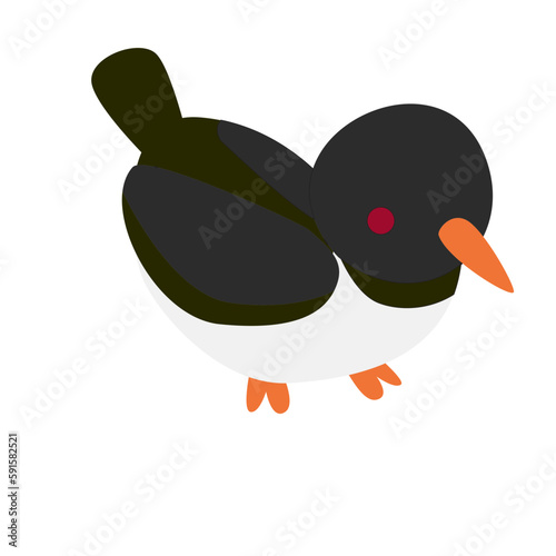 Bird Oystercatcher