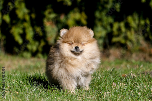 Cute small pomeranian spitz puppy portrait in summer © virgonira