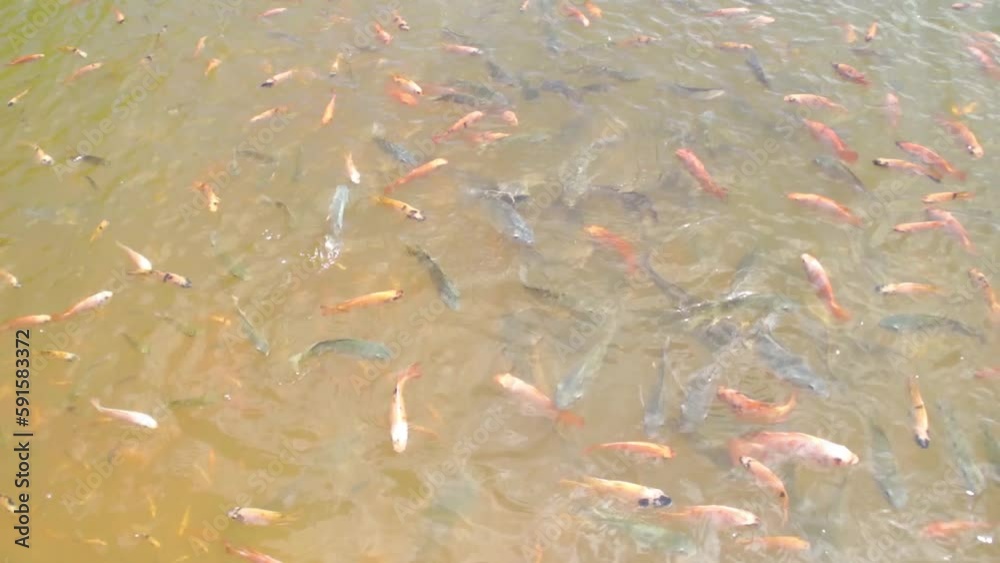 Video „Various size group of Tilapia, pangas catfish, nile tilapia, gold fish, and catfish fish