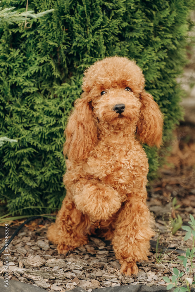 Red poodle sits on the grass in the park for a walk. Walk with your favorite poodle in the park in autumn.