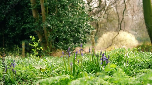 Bluebell flowers budding in English springtime woodland  photo