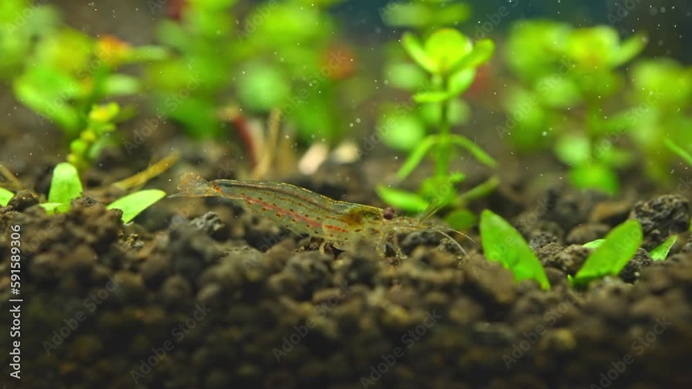Freshwater Amino shrimp eating Algae slow motion macro shot. Algae
