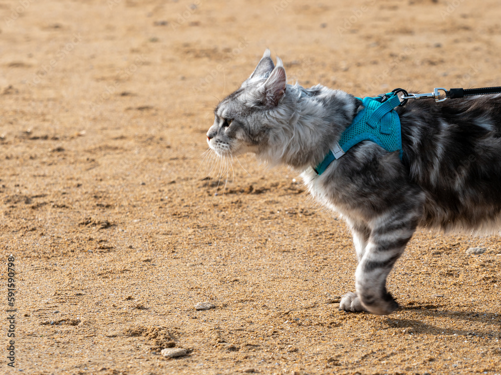 persian cat on a leash, walk on the beach persian cat on a leash, walk on the beach