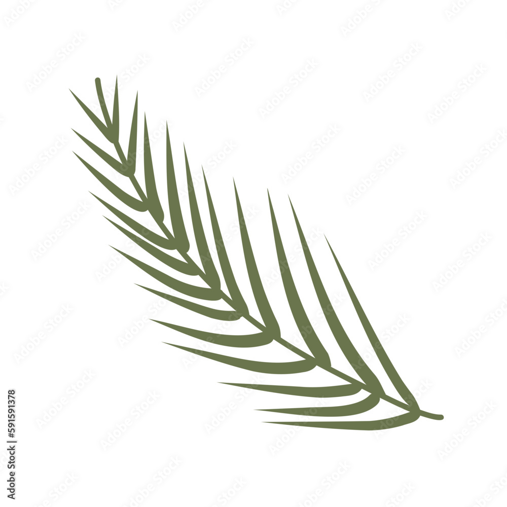 Fototapeta premium rosemary isolated on white