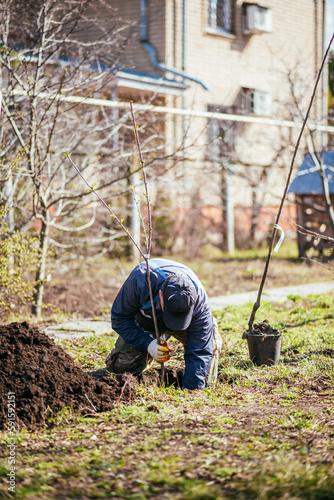 A man plants a young fruit tree. The farmer unpacks a new seedling and puts it in the ground. The concept of environmental protection and ecology