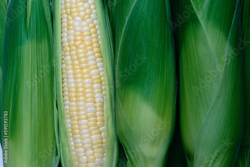 Corn, Markham, Ontario, Canada photo