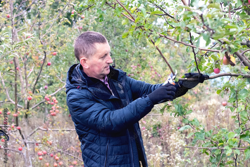 A gardener in an autumn garden cuts tree branches with secateurs