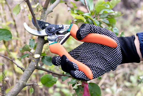 Close-up of a gardener holding secateurs and cutting a tree branch photo