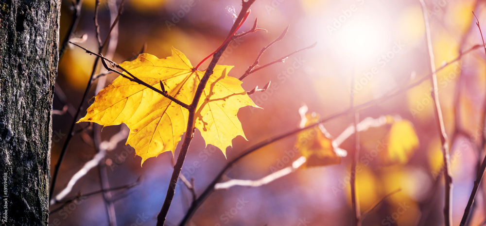 Autumn forest with a yellow maple leaf on a tree in sunny weather Autumn forest with a yellow maple leaf on a tree in sunny weather