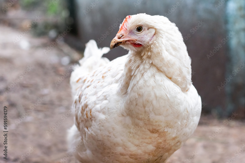 Young white hen on a farm, raising chickens Young white hen on a farm, raising chickens