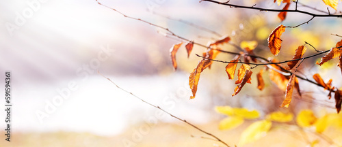 Autumn background with colorful autumn leaves on tree branches near the river in sunny weather photo