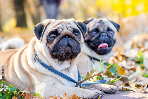 Two pug dogs lie on the grass in an autumn park with an attentive look