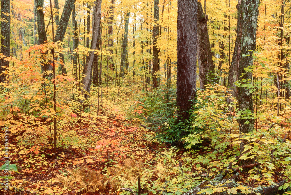 Trees in Algonquin Provincial Park, Ontario, Canada Trees in Algonquin Provincial Park, Ontario, Canada