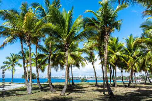 Fototapeta Naklejka Na Ścianę i Meble -  Dominican Republic Santo Domingo, beautiful Caribbean sea coast with turquoise water and palm trees