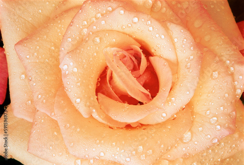 Close-Up of Rose with Water Drops