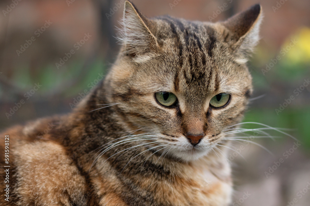 portrait of a cat portrait of a cat