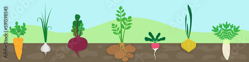 Gardening, planting vegetables, flat design vector graphic. Vegetables in the garden