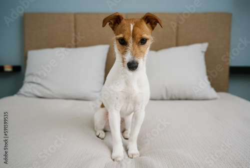 Cute dog sitting on the bed in living room, close up. Adorable pet. Jack Russell Terrier portrait. © Lazy_Bear