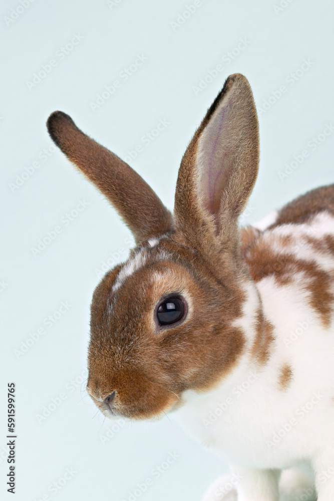 Portrait of Rabbit Portrait of Rabbit