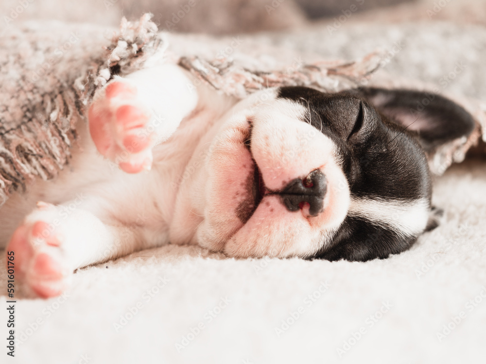 Lovable, pretty puppy lying on the windowsill. Clear, sunny day. Close-up, indoors. Studio photo. Day light. Concept of care, education, obedience training and raising pet Lovable, pretty puppy lying on the windowsill. Clear, sunny day. Close-up, indoors. Studio photo. Day light. Concept of care, education, obedience training and raising pet