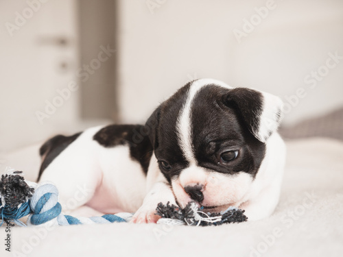 Cute puppy lying on the bed. Clear, sunny day. Close-up, indoors. Studio photo. Day light. Concept of care, education, obedience training and raising pet