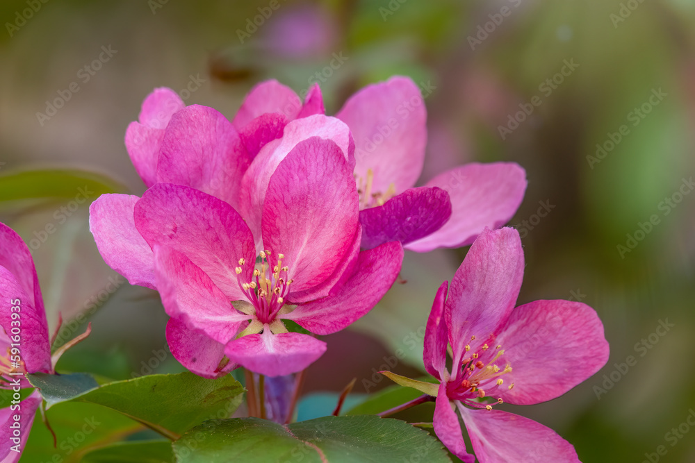 Fototapeta premium Fresh pink flowers of a blossoming apple tree with blured background