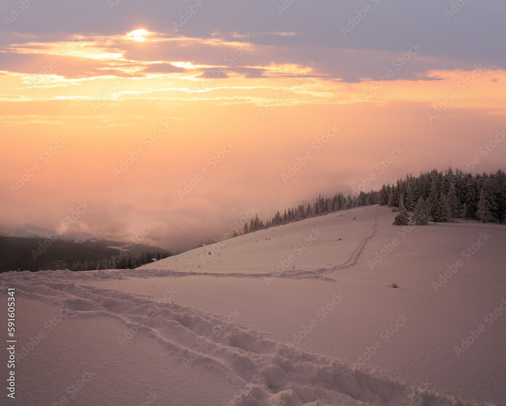 Winter evening  calm mountain landscape with fir trees  on slope (Kukol Mount, Carpathian Mountains, Ukraine).